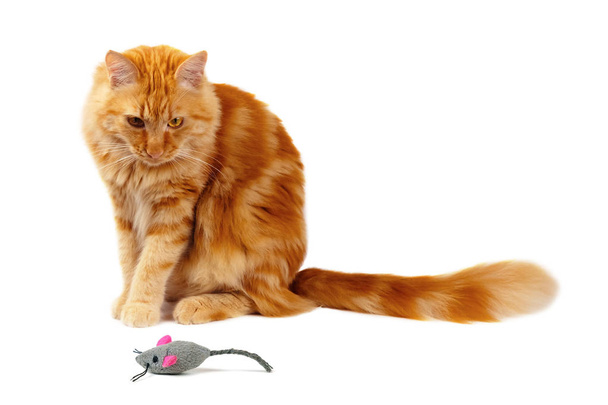 Рыжая кошка уставилась на игрушечную мышь
 - Фото, изображение