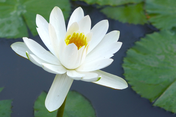 white lotus blossoms on water - Photo, Image