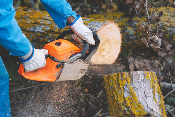 Primer plano de un leñador cortando madera vieja con una motosierra
. - Foto, Imagen