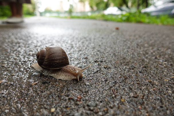 Large grape snail on the pavement of the road - Photo, Image