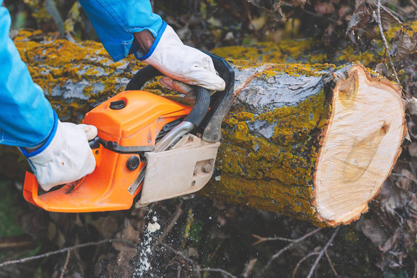 Close-up van een houthakker die oud hout snijdt met een kettingzaag. - Foto, afbeelding