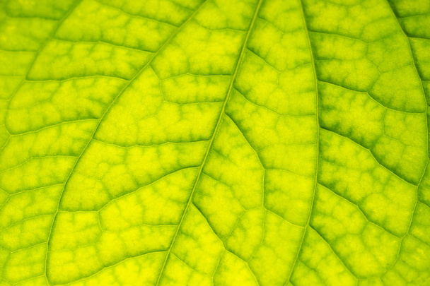 Texture of Wild Betel Leafbush green leaf structure. - Фото, зображення