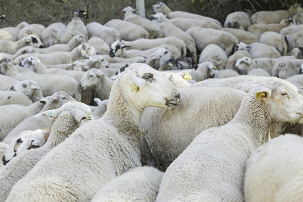koyun doğa grubu - Fotoğraf, Görsel