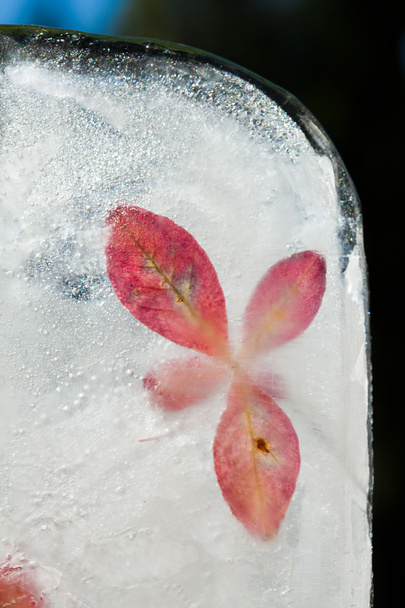 icy plants - Foto, imagen