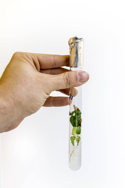 Mano de hombre con tubo de ensayo con microplantas clonadas in vitro
   - Foto, imagen