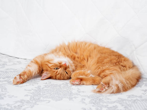 Cute ginger cat lying in bed. Fluffy pet stretching. Cozy home background, morning bedtime. - Φωτογραφία, εικόνα