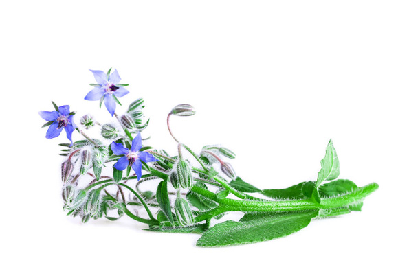 Borage isolated on white. Borage fresh plant with blue flowers (Borago officinalis). - Photo, Image