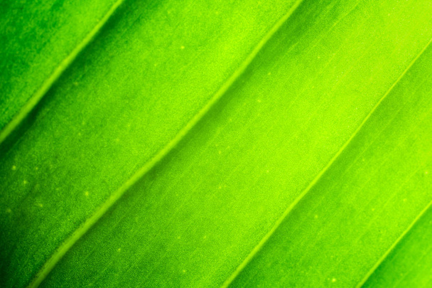 Close up of fresh green leaf texture. - Photo, Image