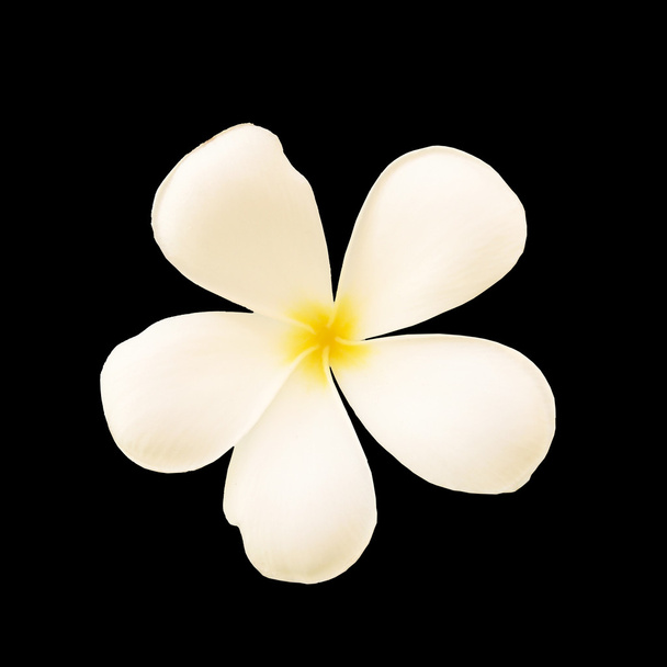 Φραντζιπάνι λευκό λουλούδι, απομονώνονται σε μαύρο φόντο - Φωτογραφία, εικόνα