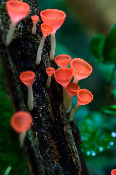 Gombák csésze piros gomba pezsgő kupa vagy Pink éget csésze - Fotó, kép