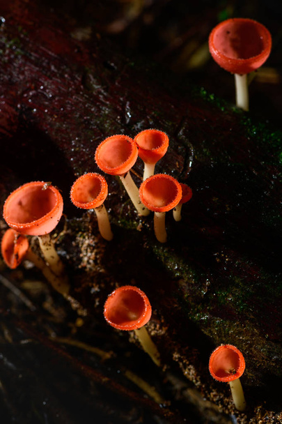 Чашка красного гриба Кубок шампанского или розовый ожог чашку
 - Фото, изображение