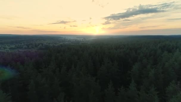 wilde Landschaft Glück Freiheit Wachstum Natur Feld - Filmmaterial, Video