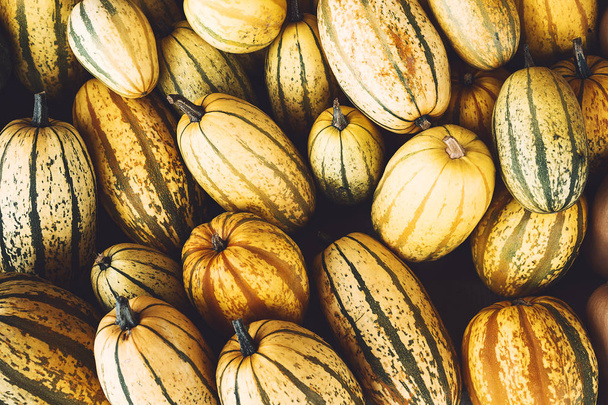 Colorful pumpkins and squashes in different varieties. Backgroun - 写真・画像