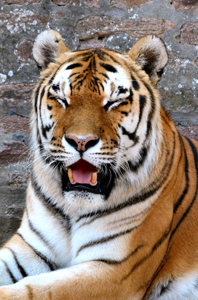 Тигр 4
 - Фото, изображение