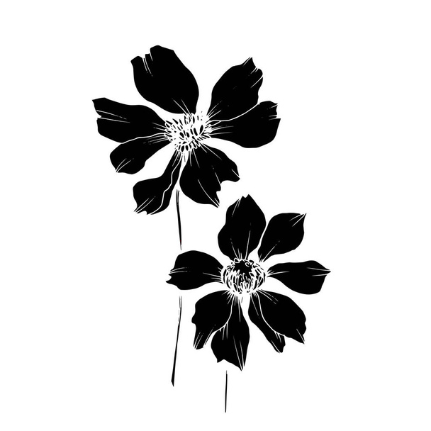 Vector Cosmos flores botánicas florales. Tinta grabada en blanco y negro. Elemento de ilustración de cosméticos aislados
. - Vector, imagen