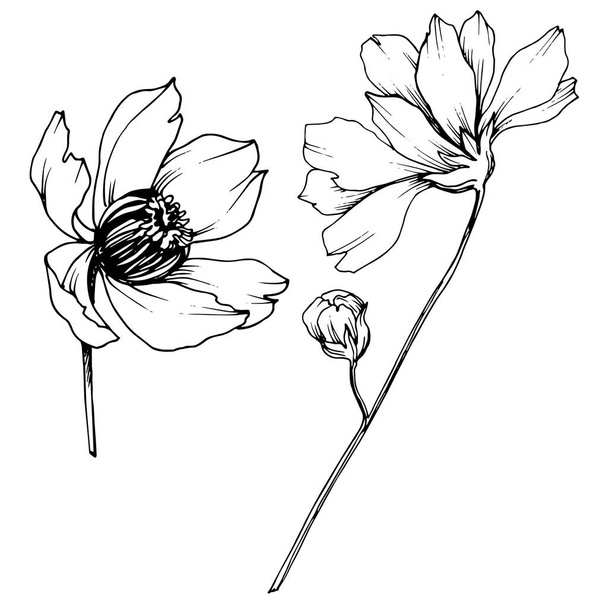 ベクトルコスモス花植物の花。黒と白の彫刻インクアート。分離されたコスメアイラスト要素. - ベクター画像