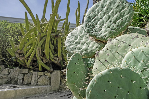 Primer plano de un cactus en un jardín botánico en Lisboa Portugal
 - Foto, Imagen