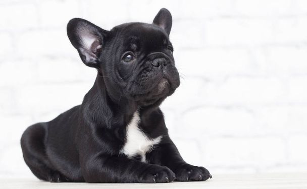 french bulldog puppy is looking - Foto, Imagem