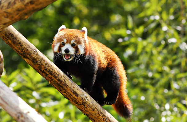 Rode Panda clinbing hoog - Foto, afbeelding