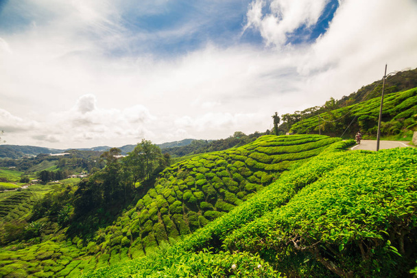 Tea plantation field on hill of mountain Cameron highland - Photo, Image