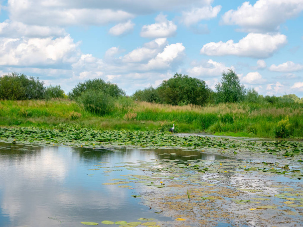 cigogne dans l'habitat naturel. paysage. pays Ukraine
 - Photo, image