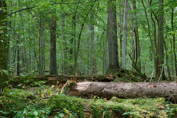 Mieszany las jesienią ze starym Dębem i świerkowym drzewem - Zdjęcie, obraz