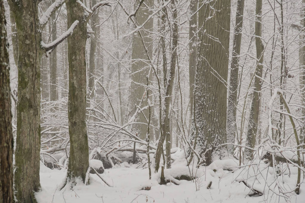 Wintertime landscape of snowy deciduous tree stand - Fotografie, Obrázek