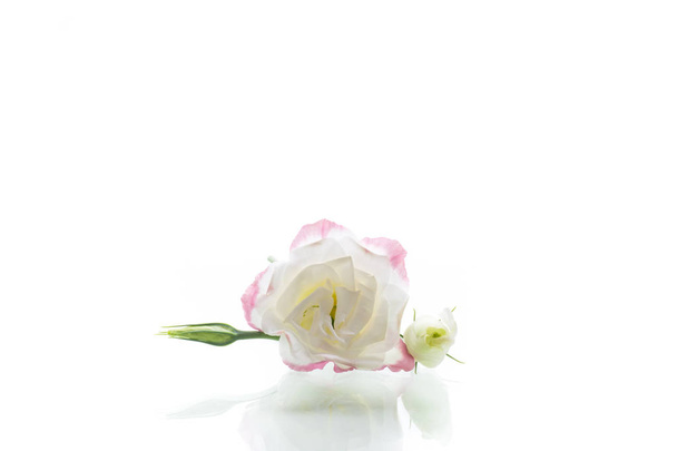 beautiful pink lisianthus flowers isolated on white - Foto, Imagen
