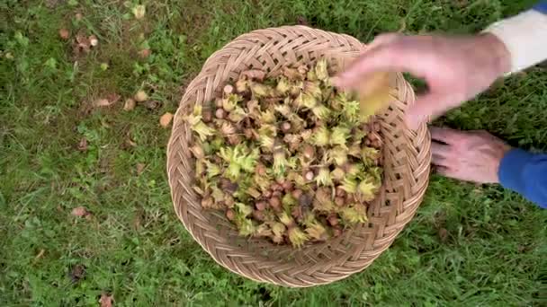 Hand of farmer picking hazelnuts. Hazelnuts harvesting. picking hazelnuts in a basket. - Footage, Video