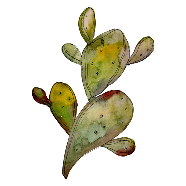Cactus floral botanical flower. Watercolor background illustration set. Isolated cacti illustration element. - Photo, Image