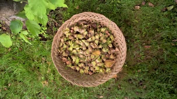 Hand of farmer picking hazelnuts. Hazelnuts harvesting. picking hazelnuts in a basket. - Footage, Video