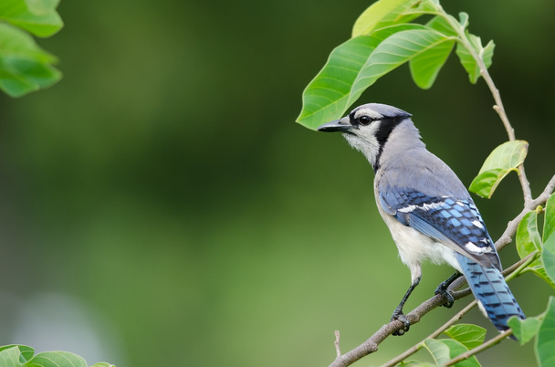 Blue Jay side view - Photo, Image