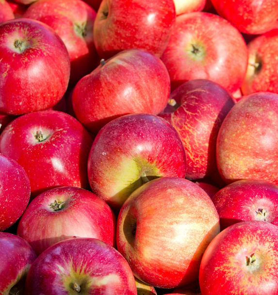 Manzanas rojas
 - Foto, imagen
