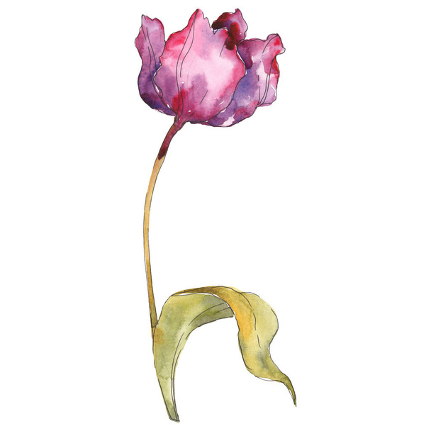 Tulip floral botanical flower. Watercolor background illustration set. Isolated tulip illustration element. - Photo, image
