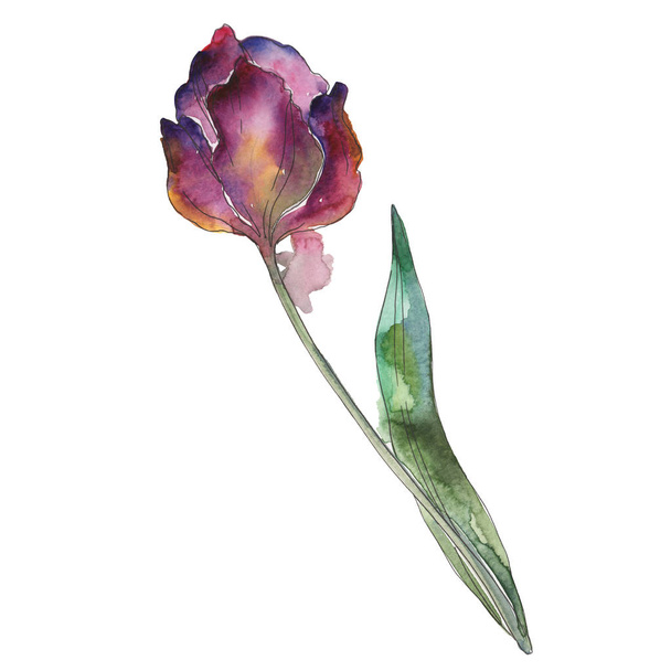 Tulpe blühende botanische Blume. Aquarell Hintergrundillustration Set. isoliertes Tulpenillustrationselement. - Foto, Bild