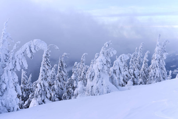 piękny zimowy krajobraz z pokrytymi śniegiem drzewami - Zdjęcie, obraz