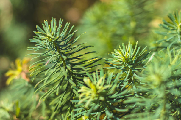 Ευορβία Κυπαρίσσι-στενή όψη των πράσινων φύλλων του φυτού κυπαρίσσια - Φωτογραφία, εικόνα