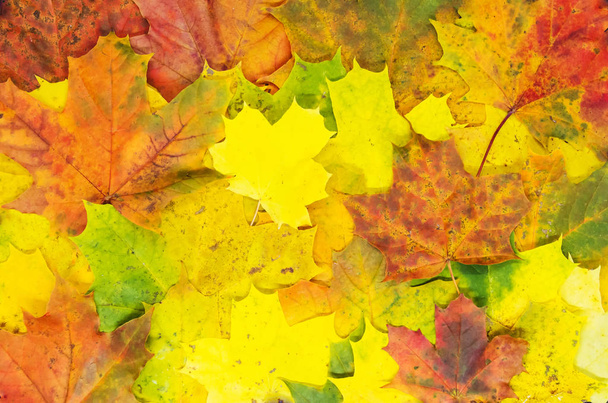 Bright autumn maple leaves texture. Autumn natural carpet. - Foto, Imagen