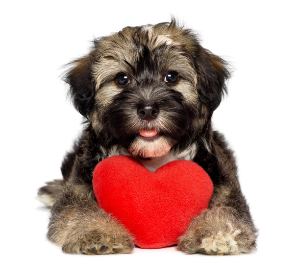 Amante perro de San Valentín Havanese cachorro
 - Foto, imagen