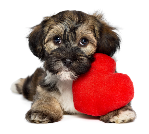 Amante perro de San Valentín Havanese cachorro
 - Foto, Imagen