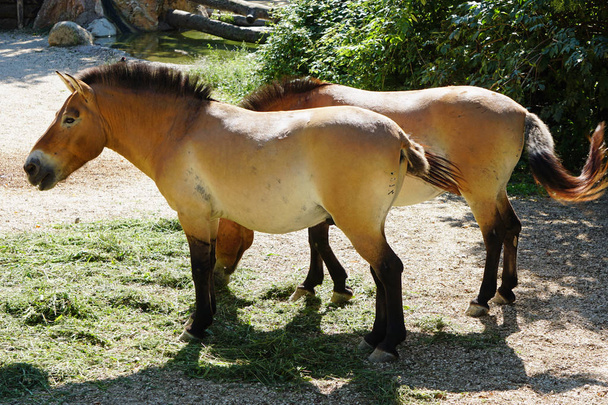 Deux chevaux adultes, race Przewalski, dans le parc naturel ZOO Viva à Bussolegno, Italie
. - Photo, image
