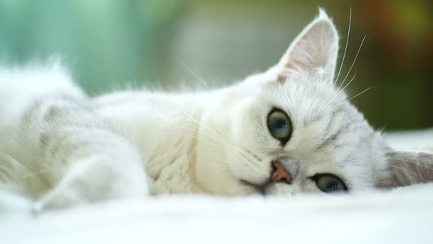 güzel genç kedi doğurmak İskoç chinchilla düz - Video, Çekim