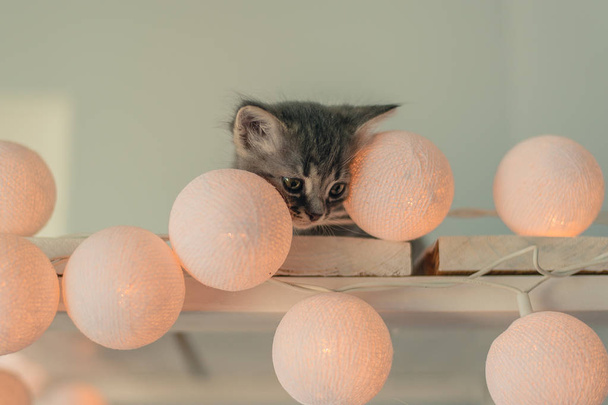 kitten and a garland of light bulbs - Foto, Imagem