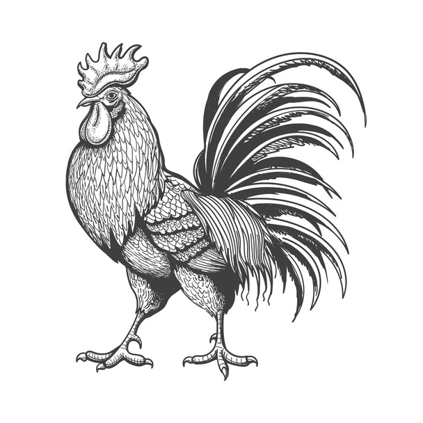 Engraved vintage rooster - Vecteur, image