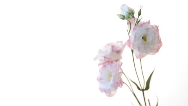白に隔離された美しいピンクのリシアンサスの花 - 映像、動画