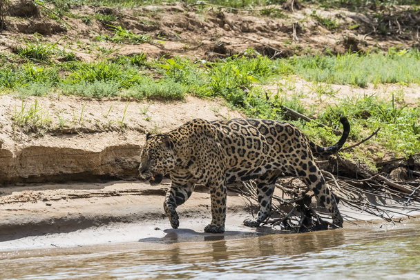 Jagual kävely Cuiaba-joen rannalla, Pantanal, Brasilia
 - Valokuva, kuva