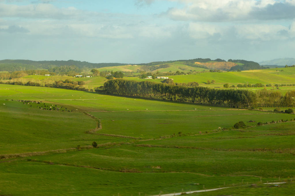 green hills of North island of New Zealand - 写真・画像