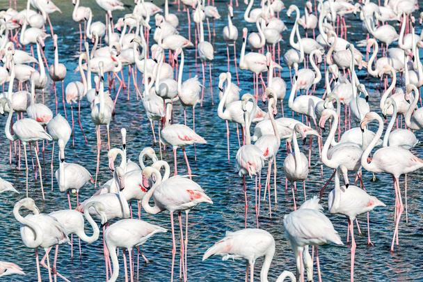 Monet valkoiset flamingot rannalla etsivät ruokaa
 - Valokuva, kuva
