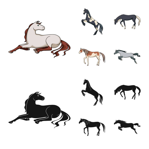 Isolated object of breed and equestrian icon. Set of breed and mare stock symbol for web. - Vector, afbeelding