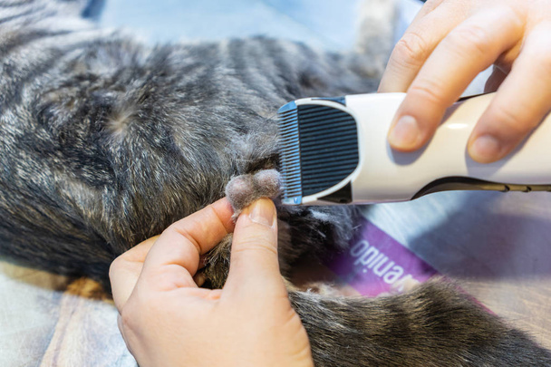 ネコの蘭切除術のための精巣の剃毛 - 写真・画像